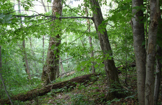 Altholzinsel Säliwald