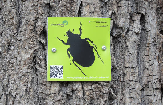 Schild Käferbaum
