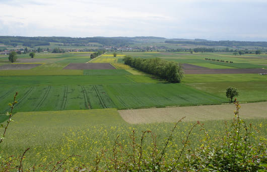 Witiebene © Pro Natura Solothurn