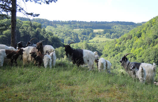 Ziegenherde © Pro Natura Solothurn