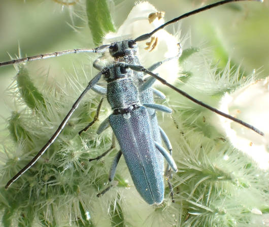 Dichtpunktierter Walzenhalsbock