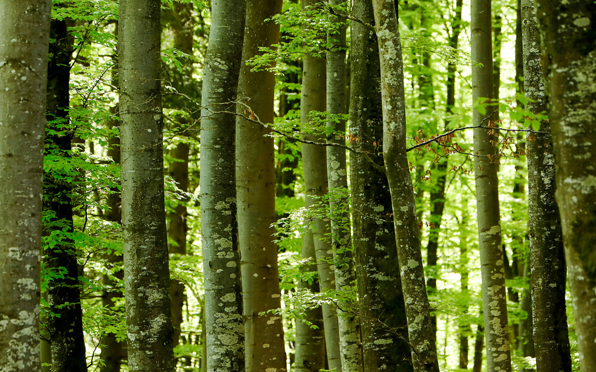 Frühlingswald © Matthias Sorg