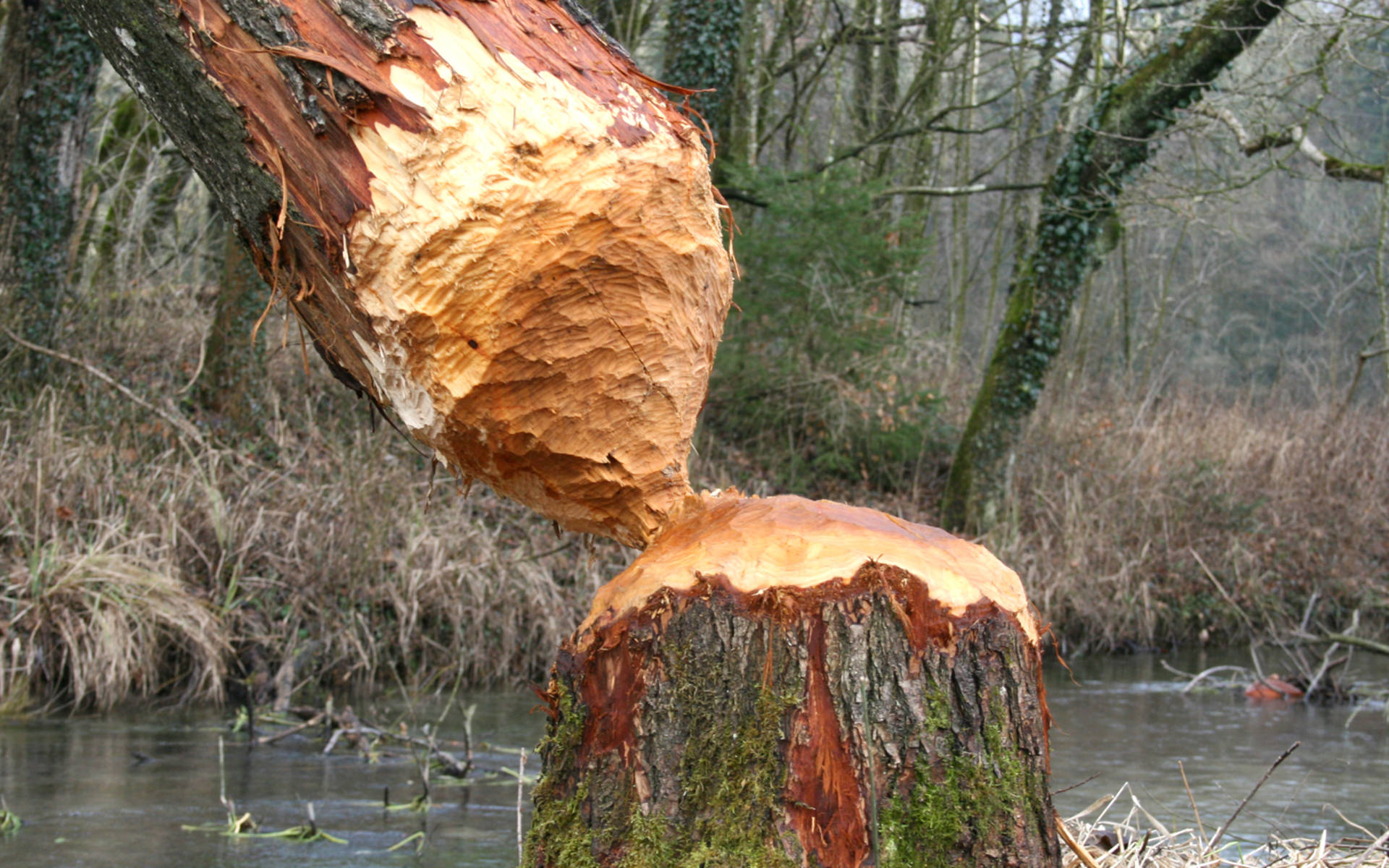 Biberbaum © Esther Gerlach