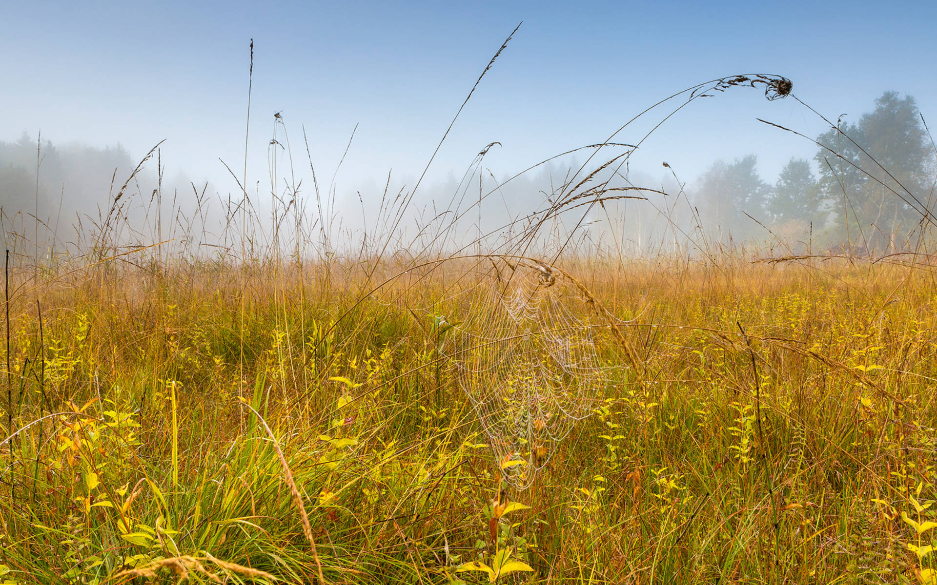 Chlepfibeerimoos © Andreas Gerth