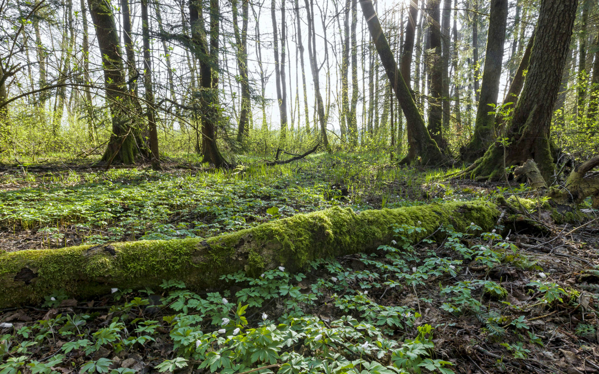 Erlenschachen © Andreas Gerth