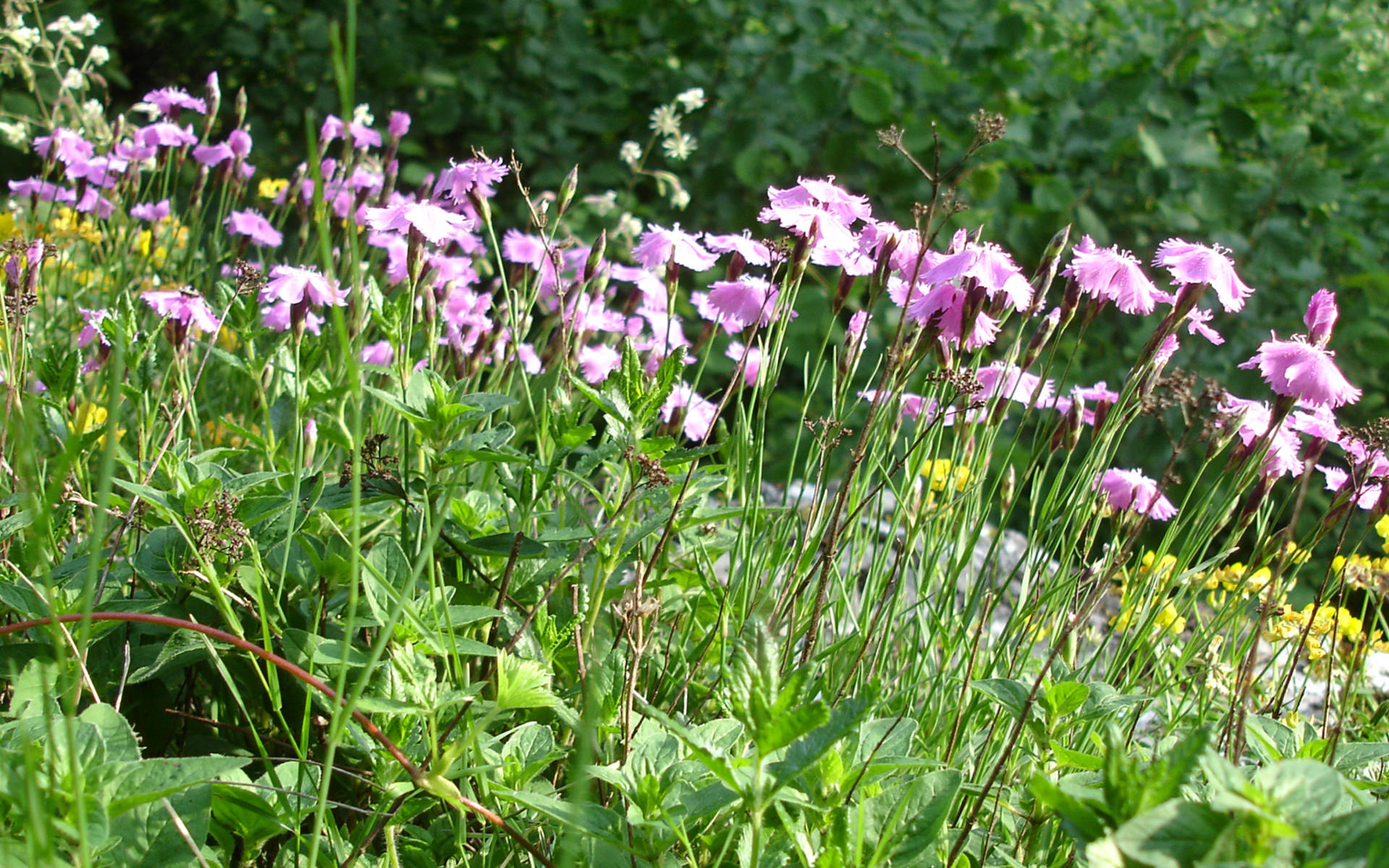 Grenobler Nelke © Pro Natura Solothurn