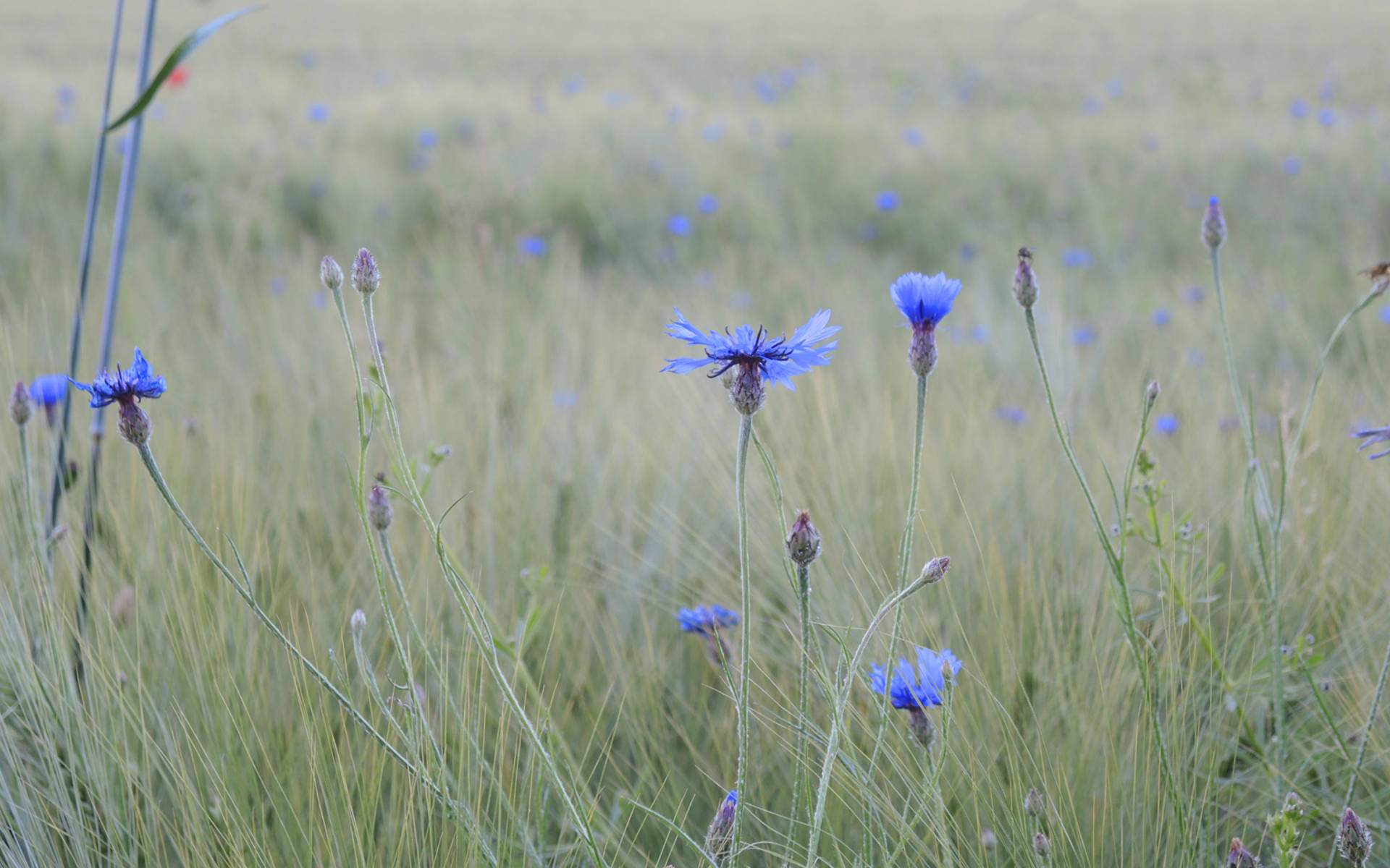 Kornblumen im Weizen © Pro Natura Solothurn