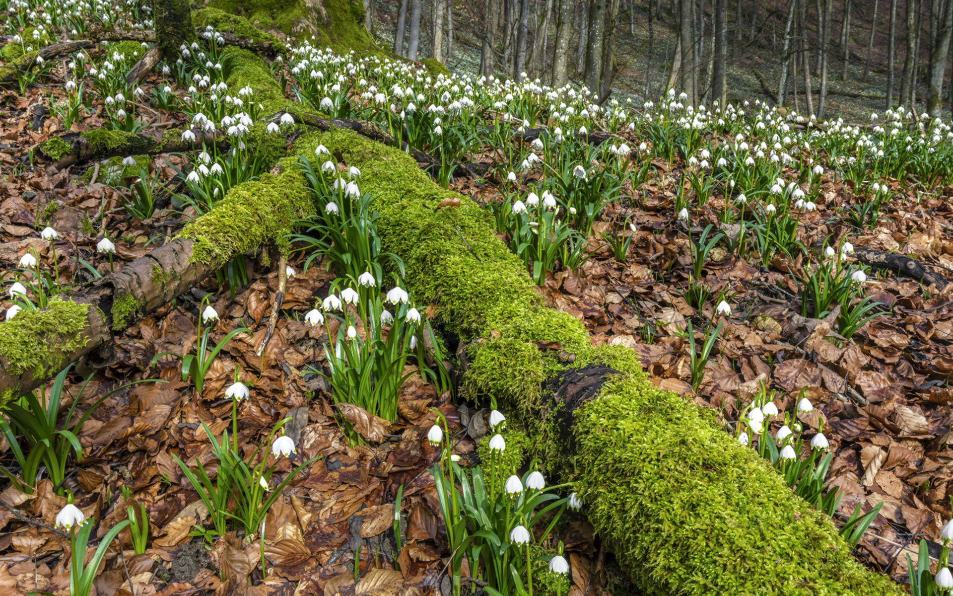 Mattentäli Walterswil © Andreas Gerth