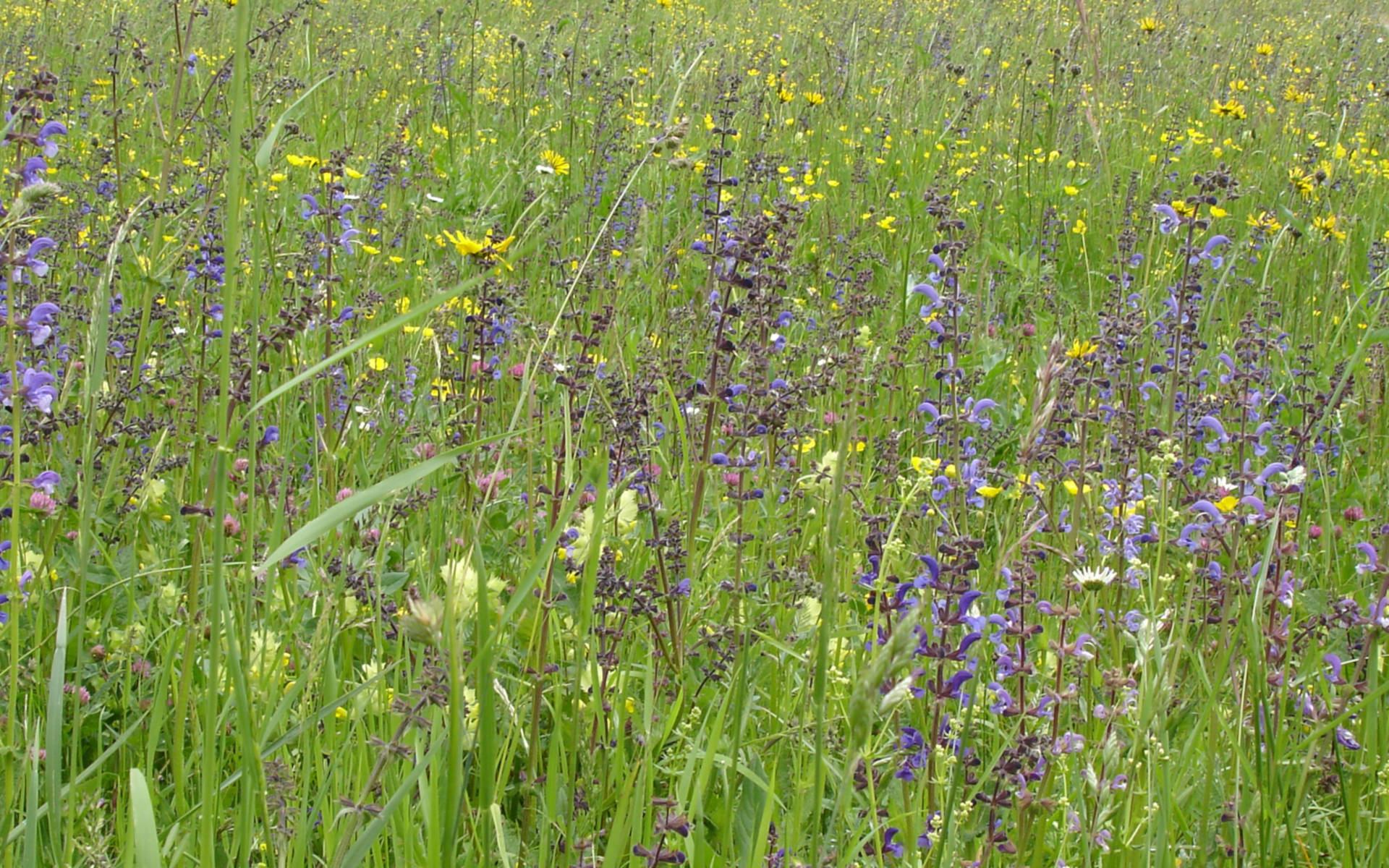 Blumenwiese © Pro Natura Solothurn
