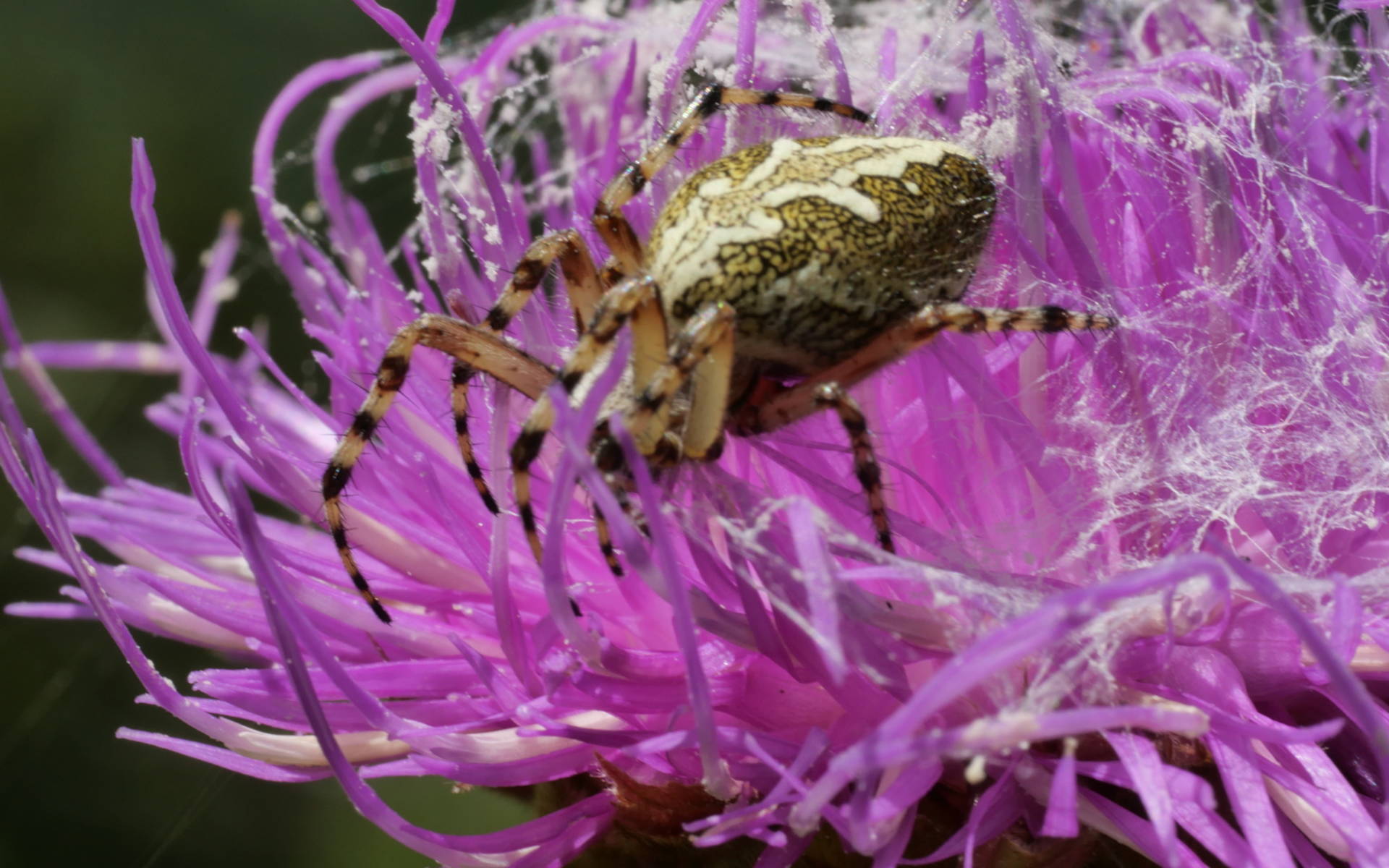 Spinne auf Centaurea