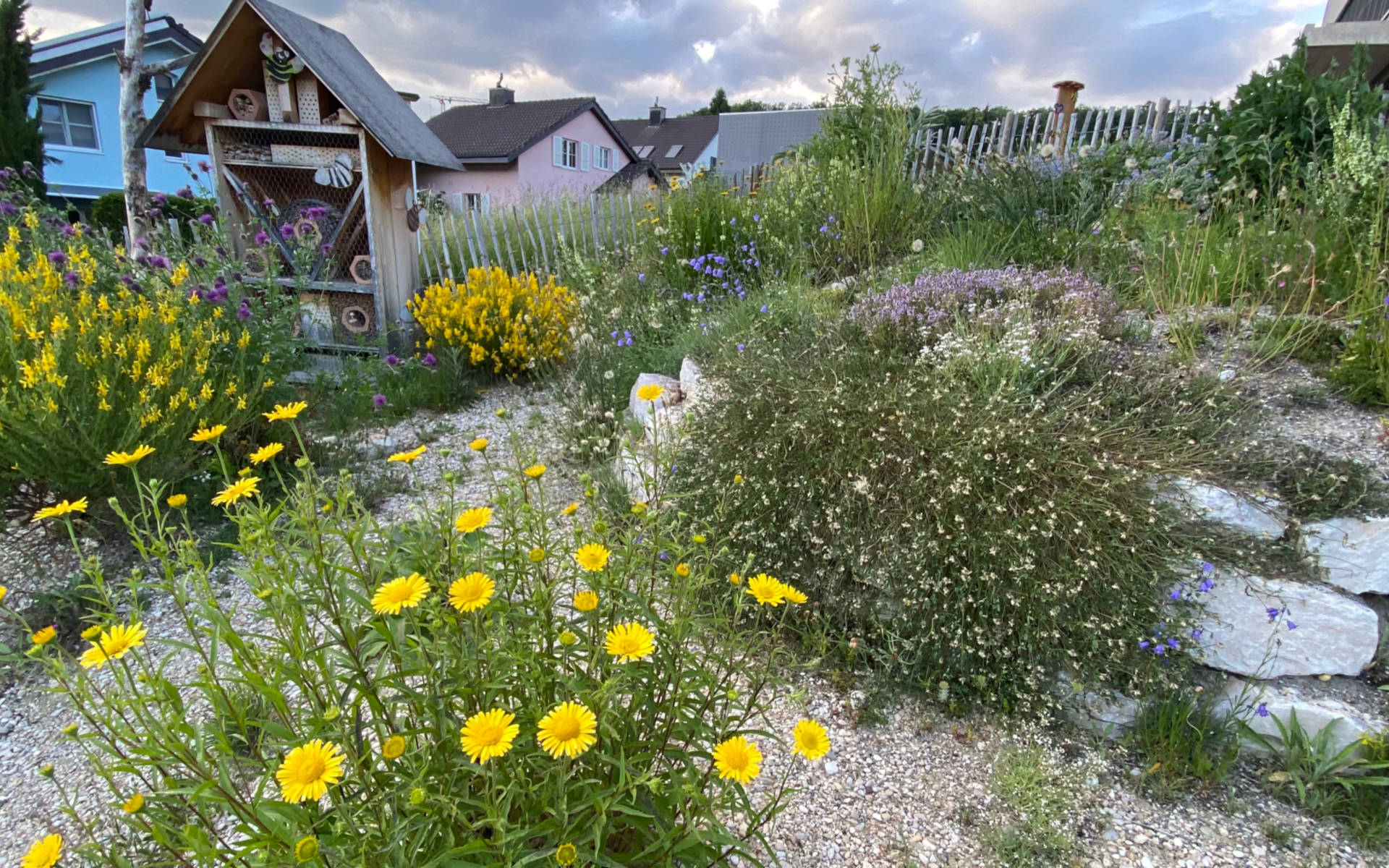 Wildbienenhaus mit Ruderalbepflanzung beim Schulhaus in Hofstetten © Koni Gschwind