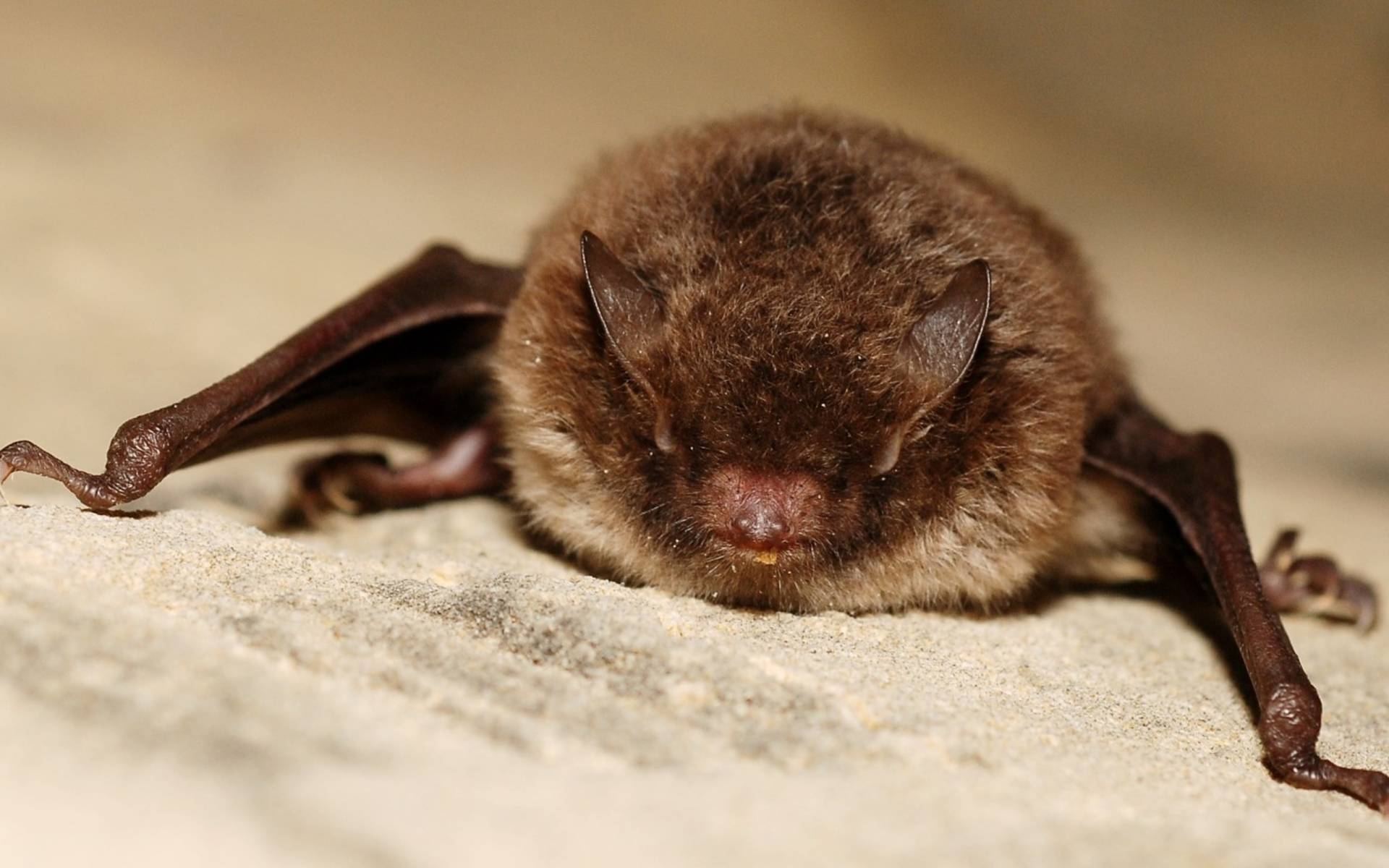Wasserfledermaus