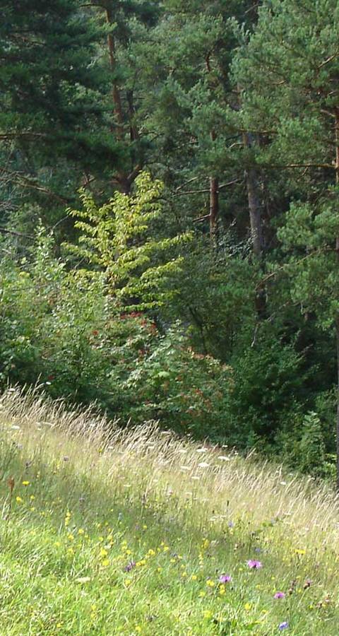 Naturschutzgebiet Latschgetweid