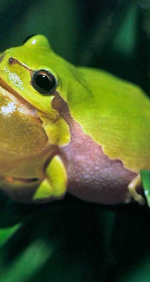 Laubfrosch