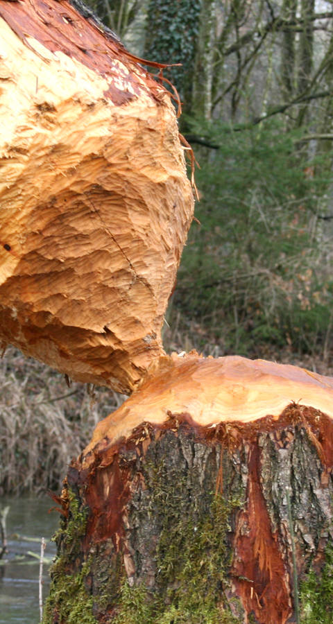 Biberbaum