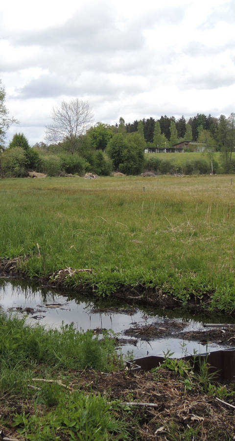 Chlepfibeerimoos Randrinne