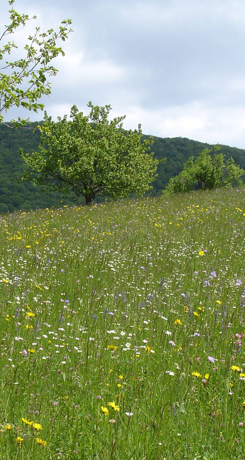 Extensive Wiese