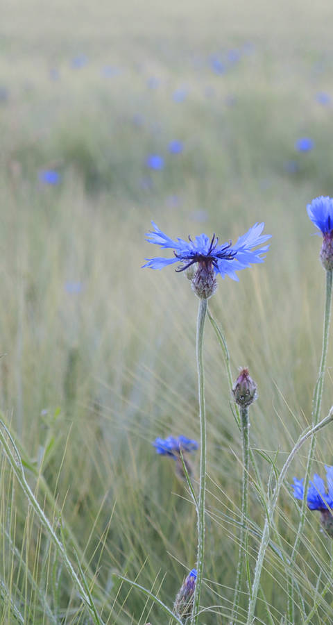Kornblumen im Weizen
