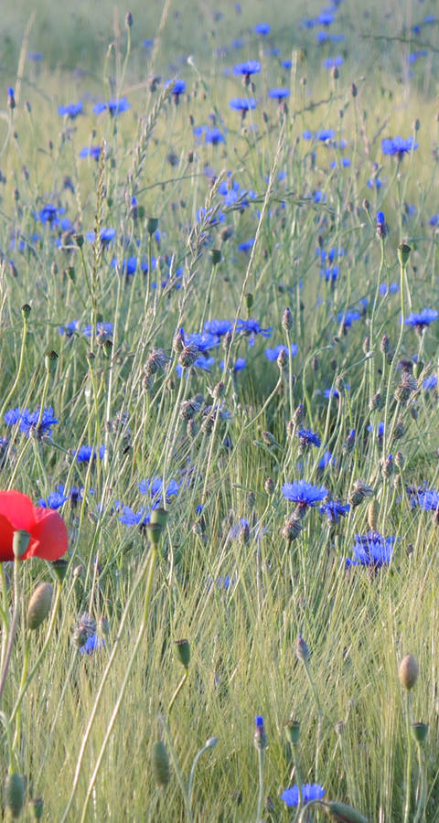 Wildkräuter in Kornfeld