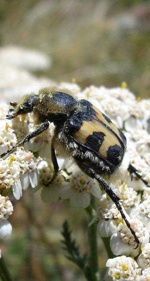 Pinselkäfer