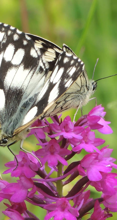 Schachbrettfalter