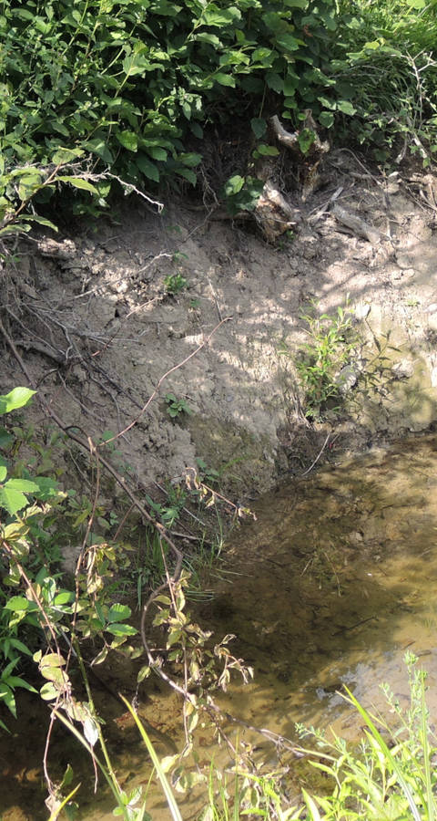 Renaturierter Wassergraben
