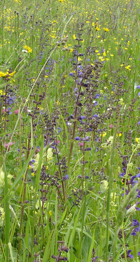Blumenwiese