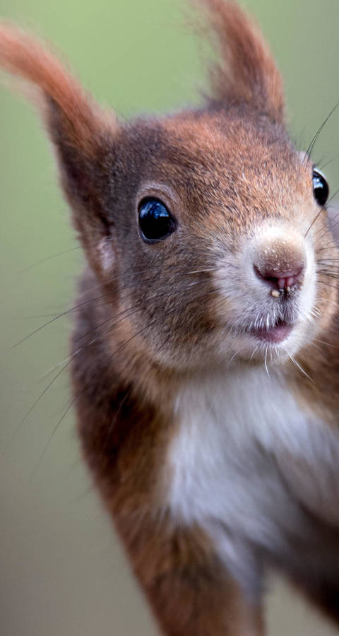 Dunkelbraunes Eichhörnchen