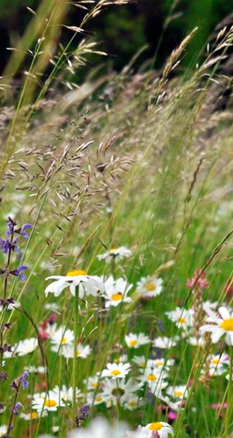 Artenreiche Wiese