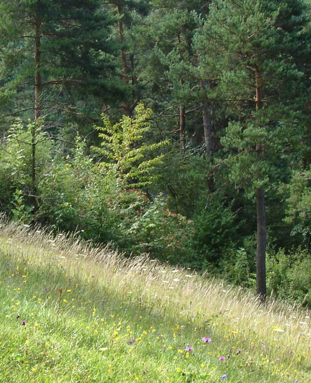 Naturschutzgebiet Latschgetweid