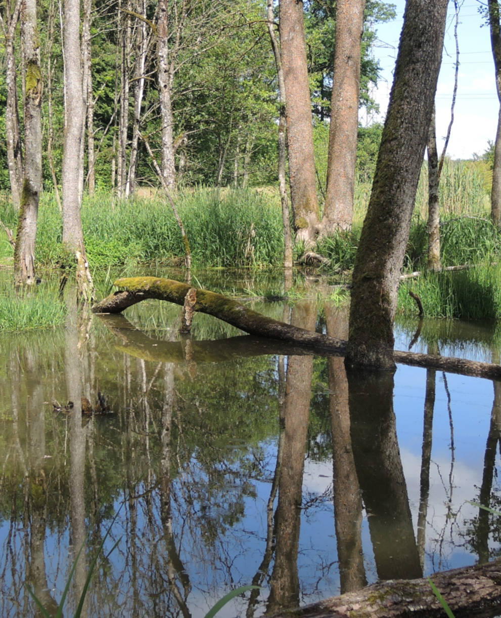 Biberwald in Hersiwil