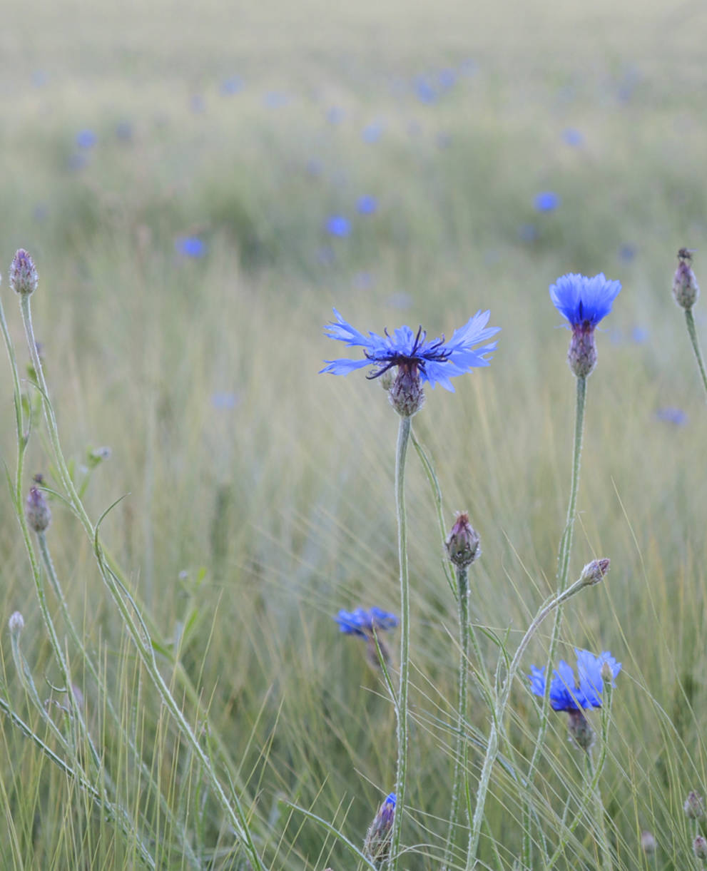 Kornblumen im Weizen