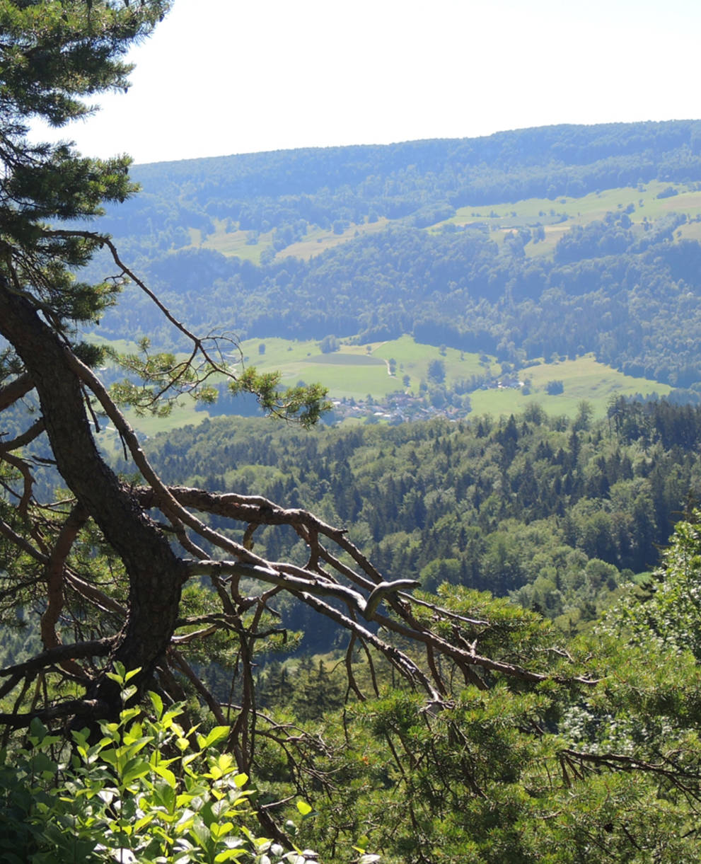 Landschaft im Thal