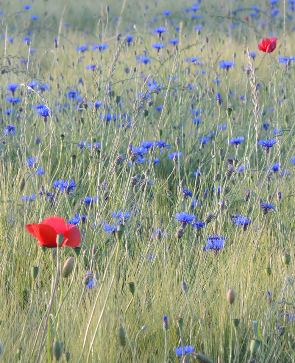 Wildkräuter in Kornfeld