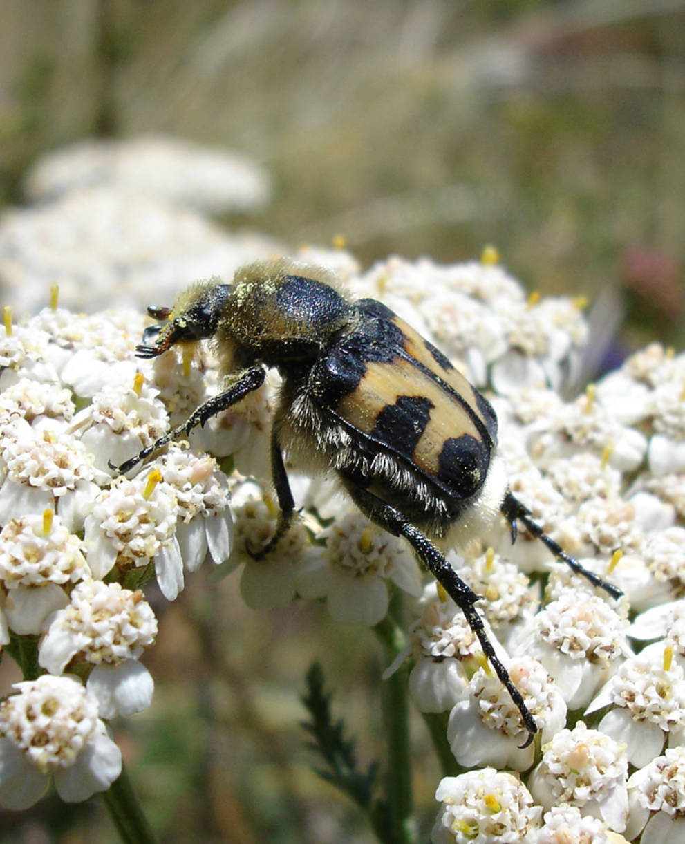 Pinselkäfer