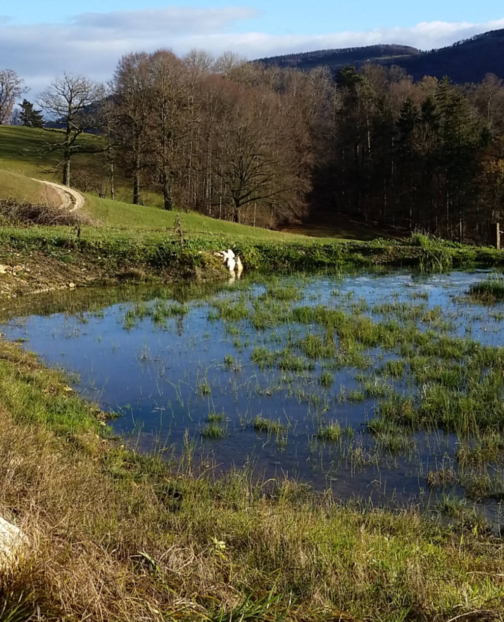 Weiher im Loch