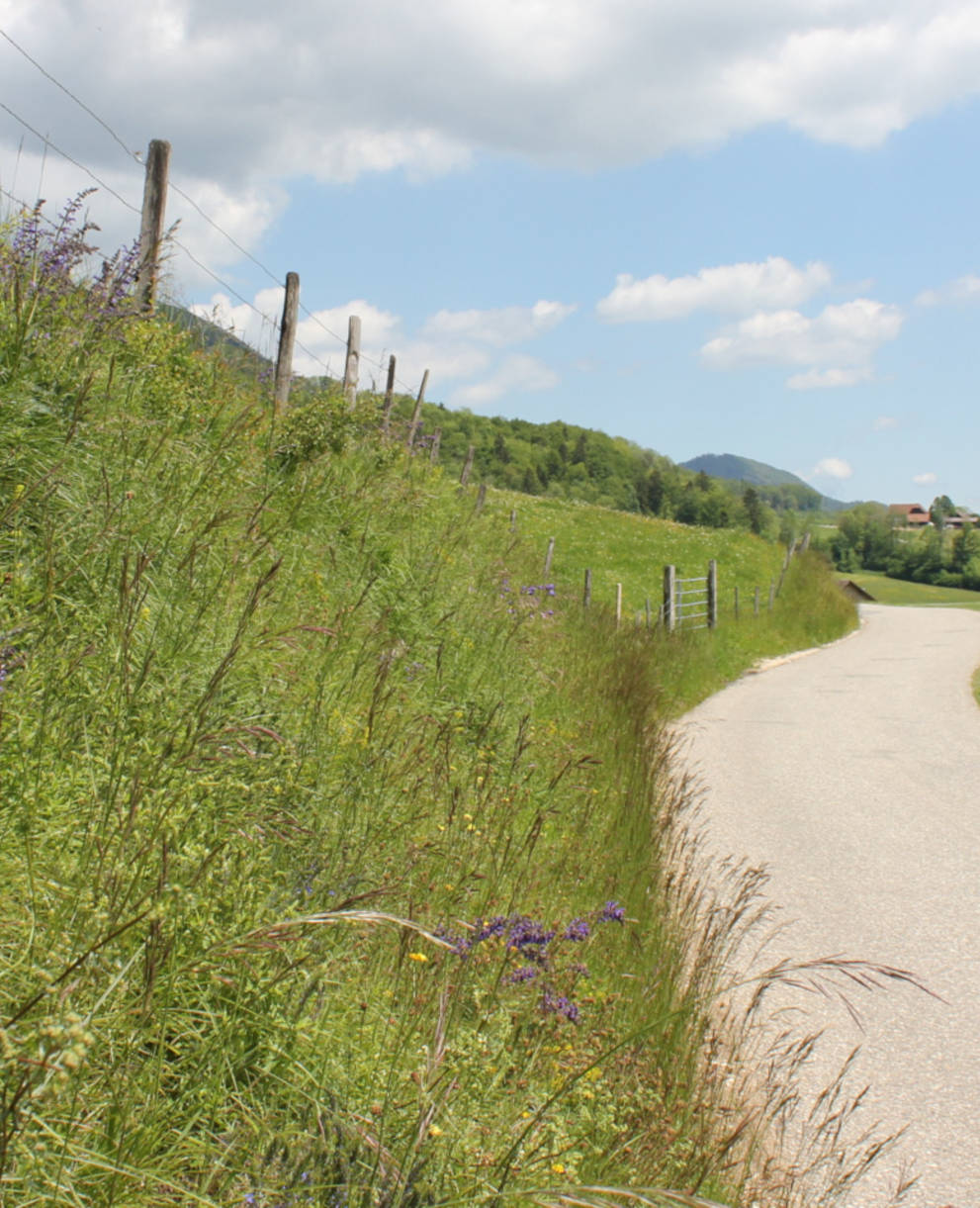 Blühendes Bord im Guldental