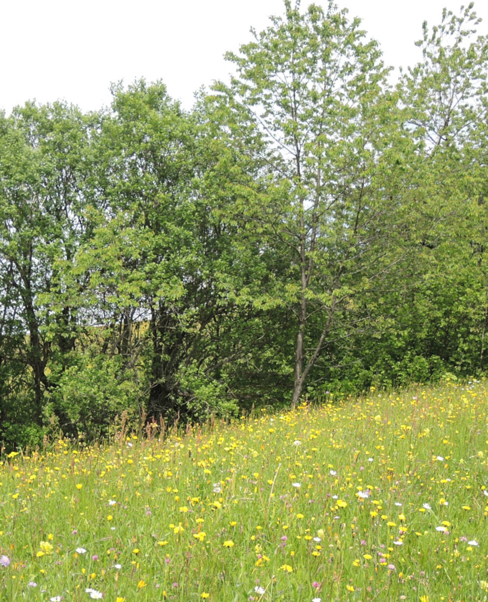 Artenreiche Blumenwiese