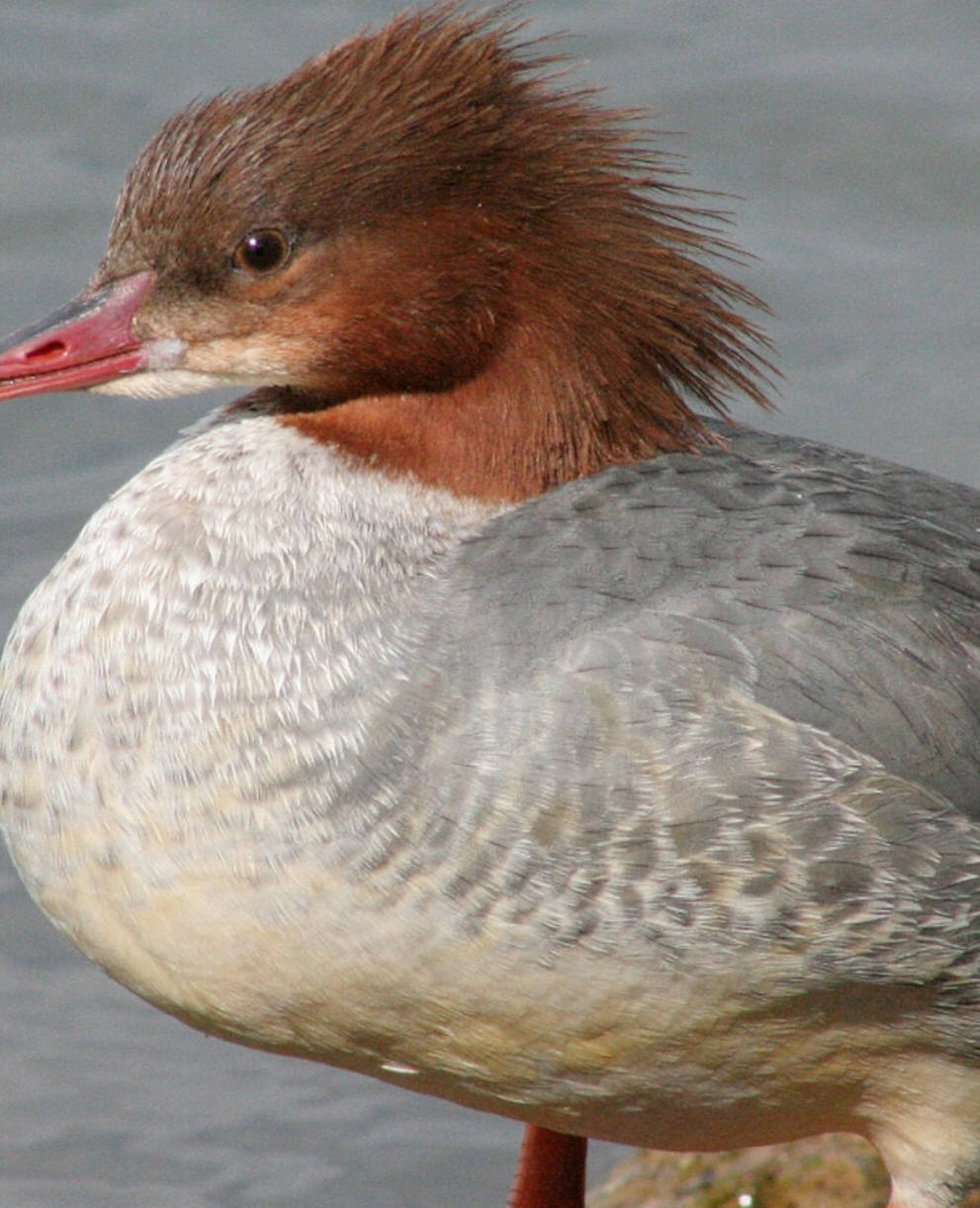 Gänsesäger