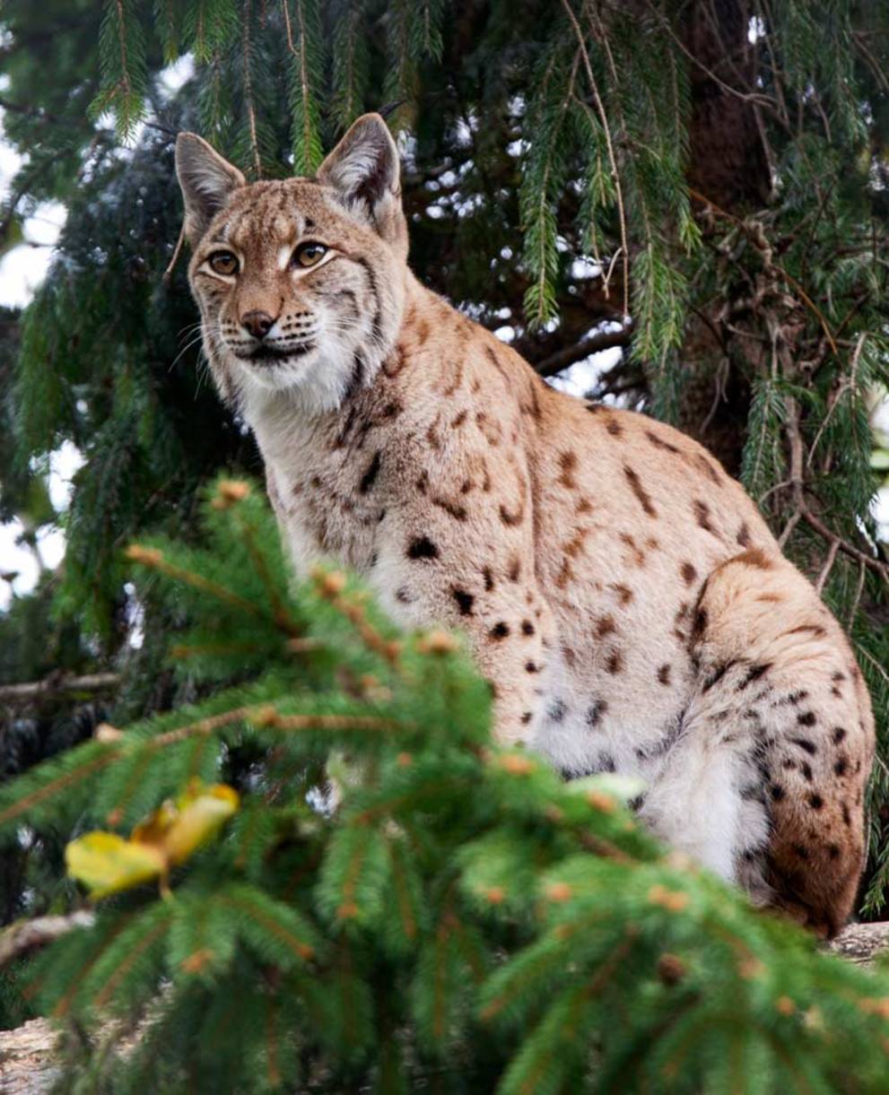 Luchs