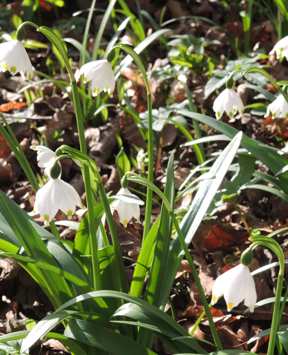 Wahlfrühling in Solothurn