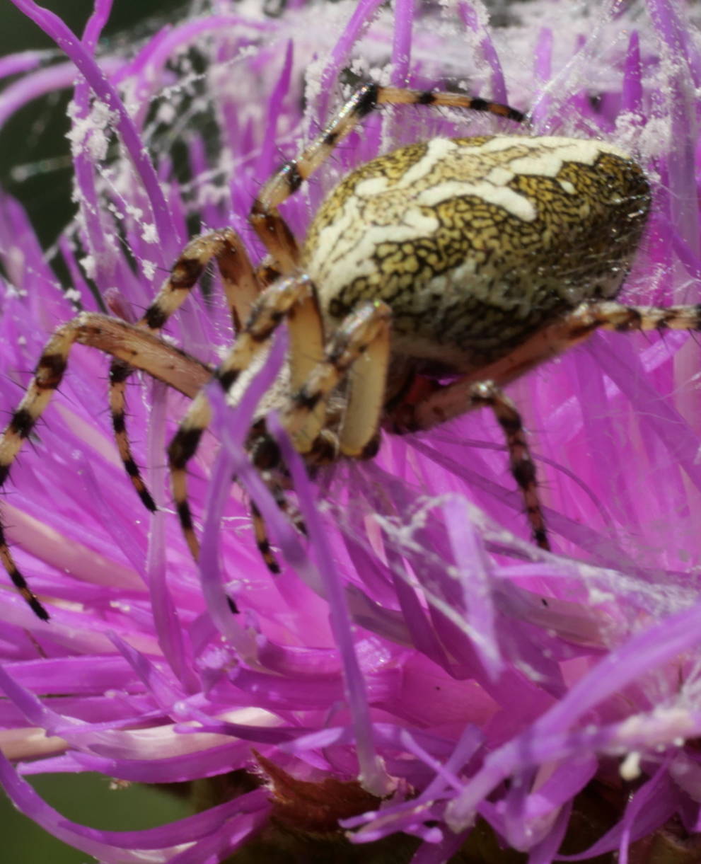 Spinne auf Centaurea