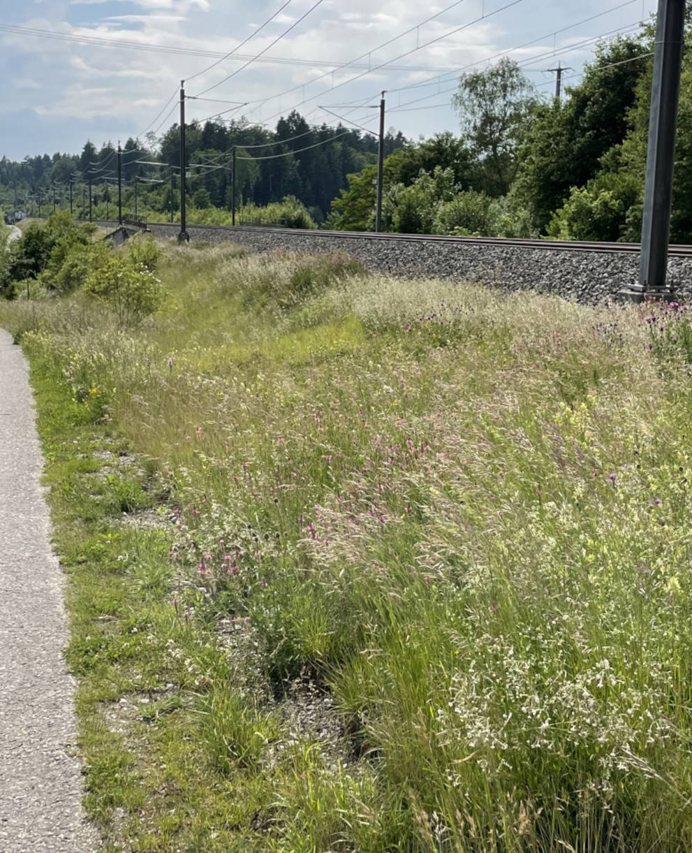 Artenreiche Böschung bei Recherswil