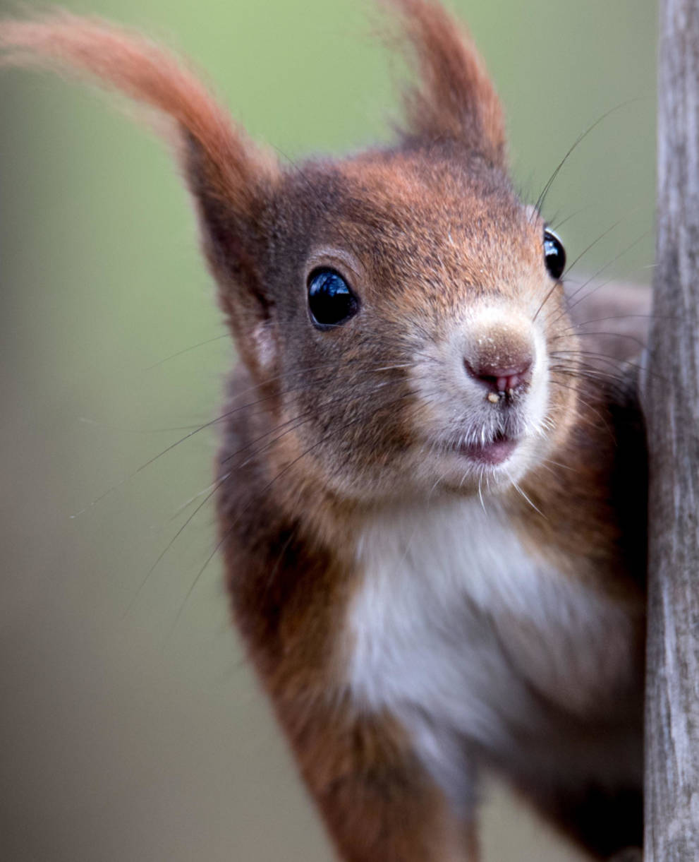 Dunkelbraunes Eichhörnchen