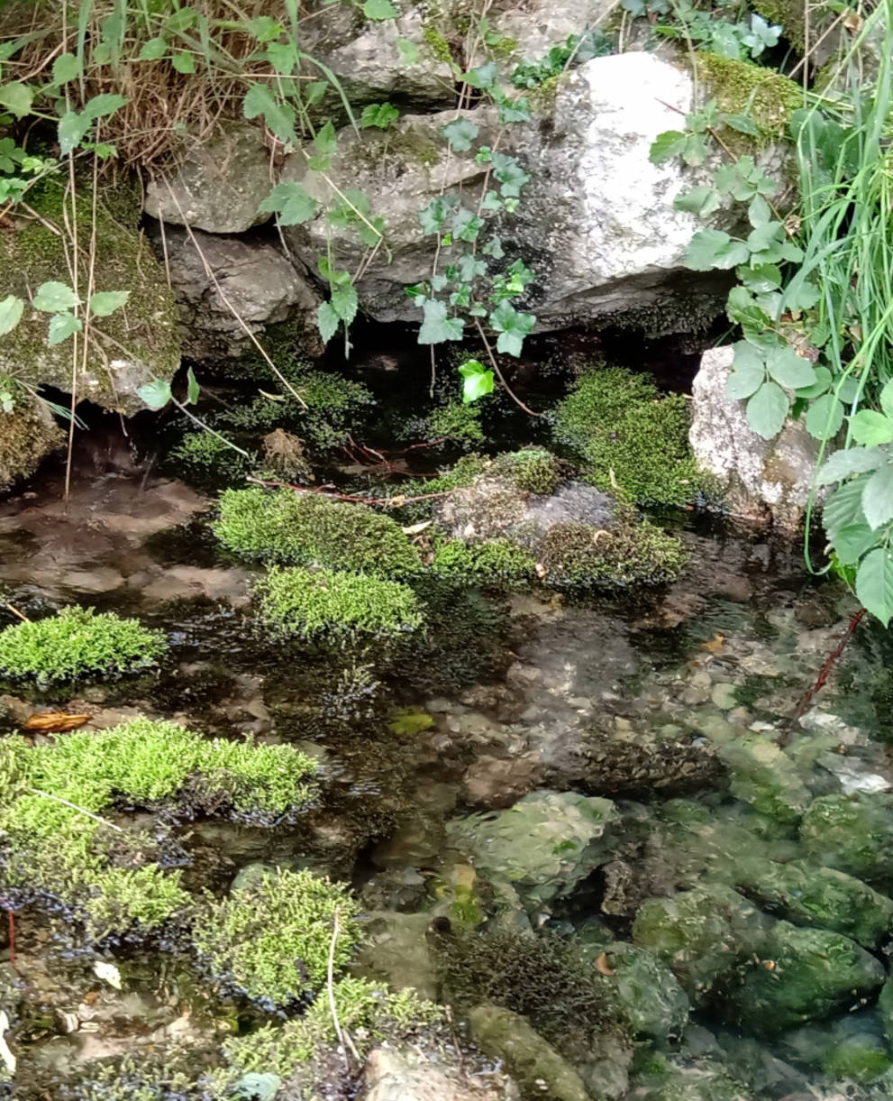 Quellaustritt im Naturpark Thal