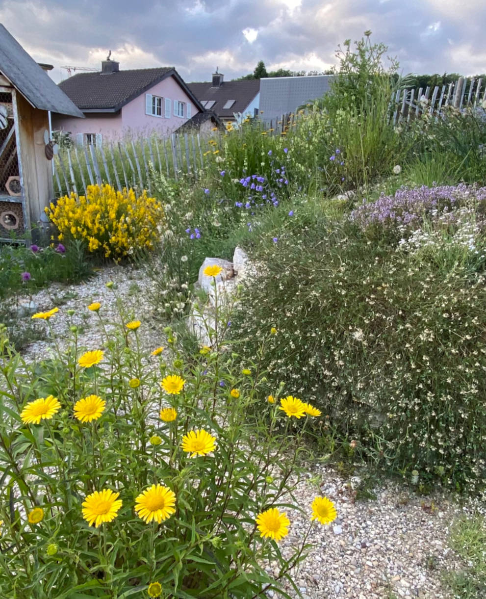 Wildbienenhaus mit Ruderalbepflanzung beim Schulhaus in Hofstetten