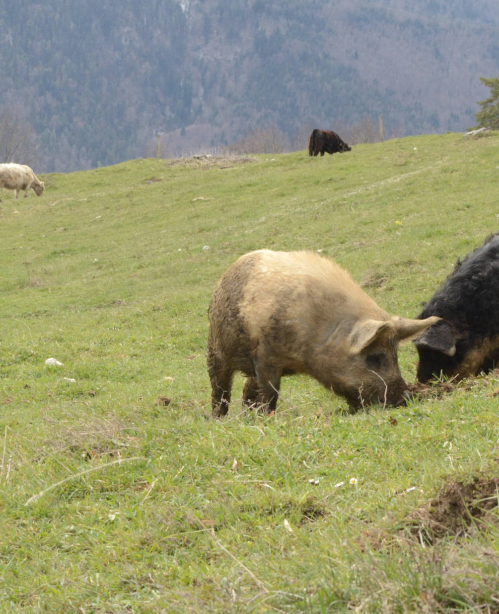 Weide mit Rindern und Schweinen