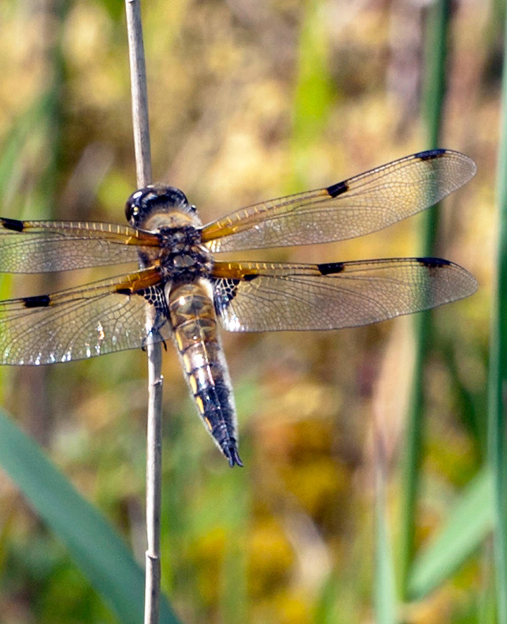 Libelle Vierfleck