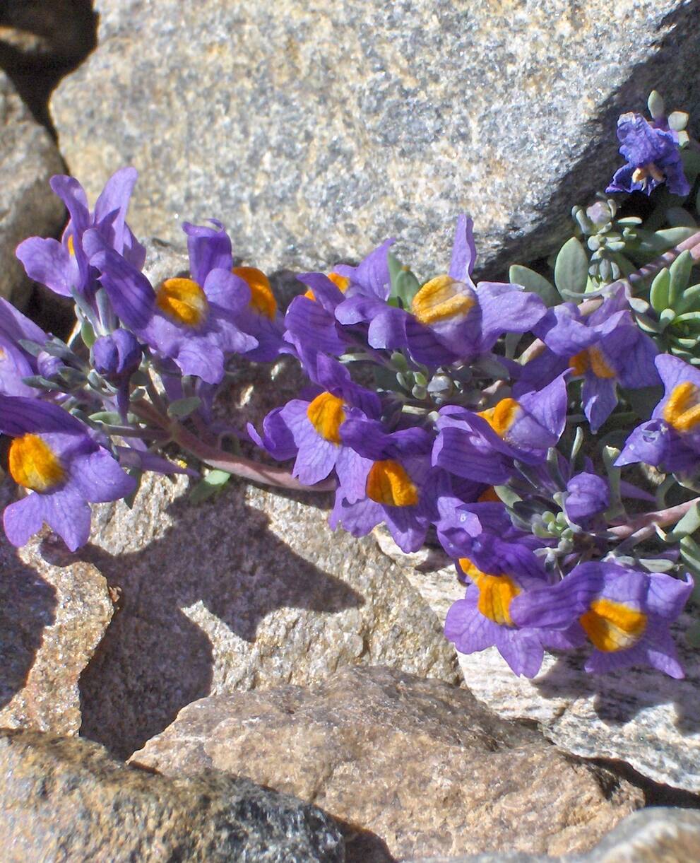 Alpenleinkraut