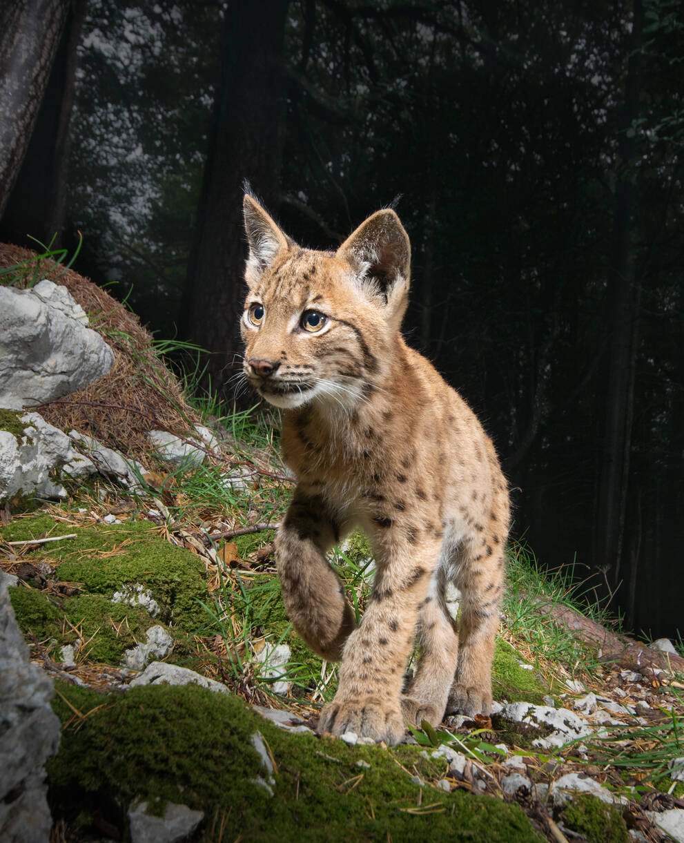 Luchs
